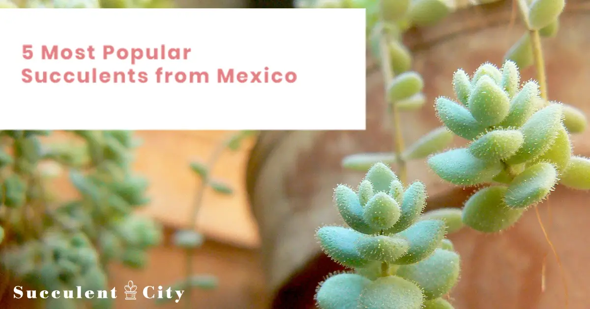 Las 5 Suculentas Mexicanas Famosas