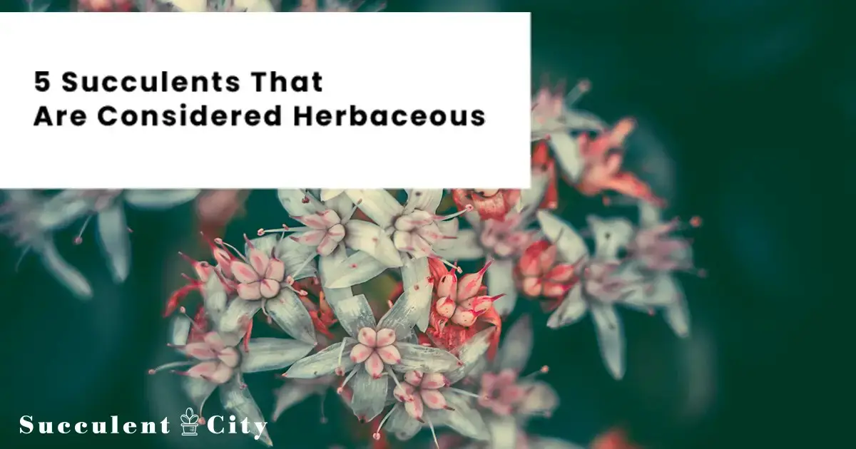 Las 8 Suculentas Medicinales – Descubre el poder terapéutico de estas plantas resistentes Las 8 Suculentas Medicinales – Descubre el poder terapéutico de estas plantas resistentes