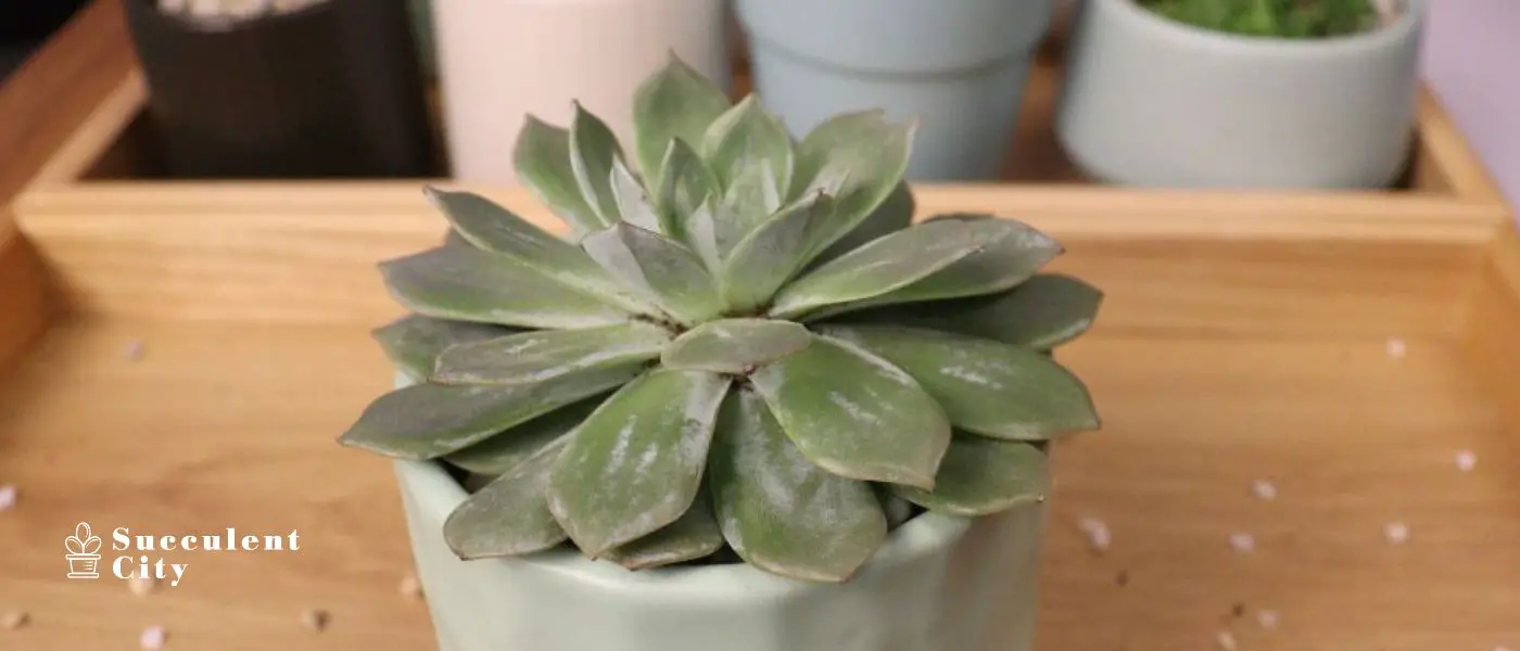 7 puntos clave para perfeccionar el cuidado de tus suculentas desde Succulent City