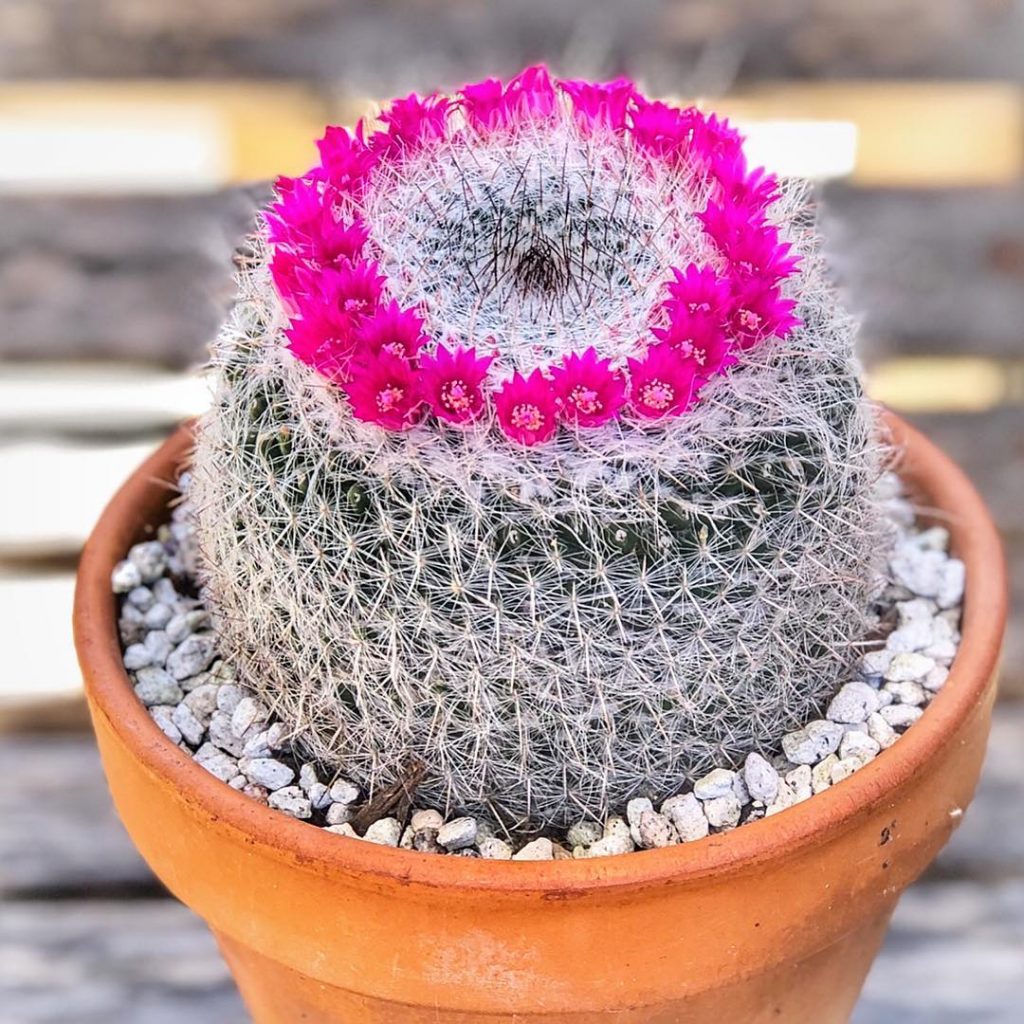 8 tipos de cactus de interior para tu hogar