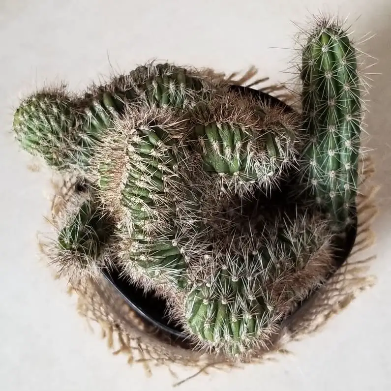 9 cactus raros para valientes coleccionistas de cactus