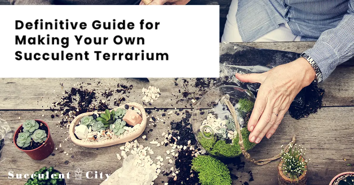 Creemos juntos un terrario de suculentas :)