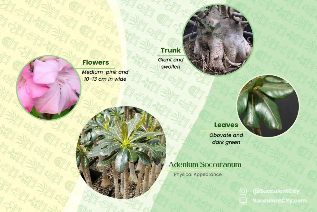 Adenium Socotranum (La rosa del desierto de Socotra) Adenium Socotranum (La rosa del desierto de Socotra)