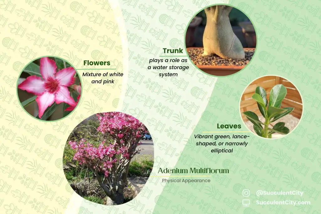 Adenium multiflorum (lirio impala) Adenium multiflorum (lirio impala)