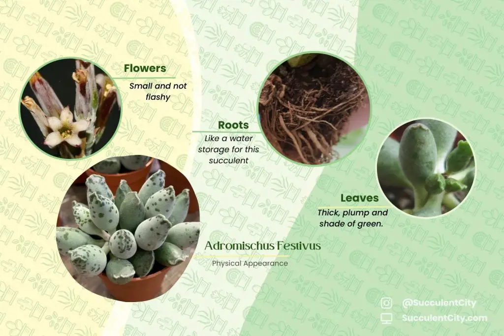 Adromischus Festivus Adromischus Festivus
