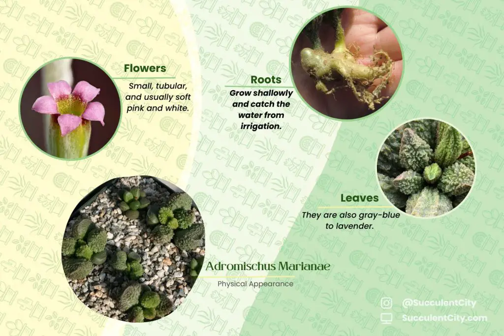 Adromischus Marianae (“Herrei”) Adromischus Marianae (“Herrei”)