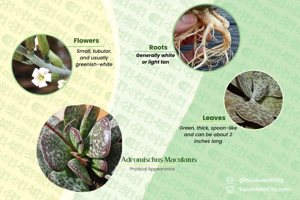 Adromischus maculatus Adromischus maculatus
