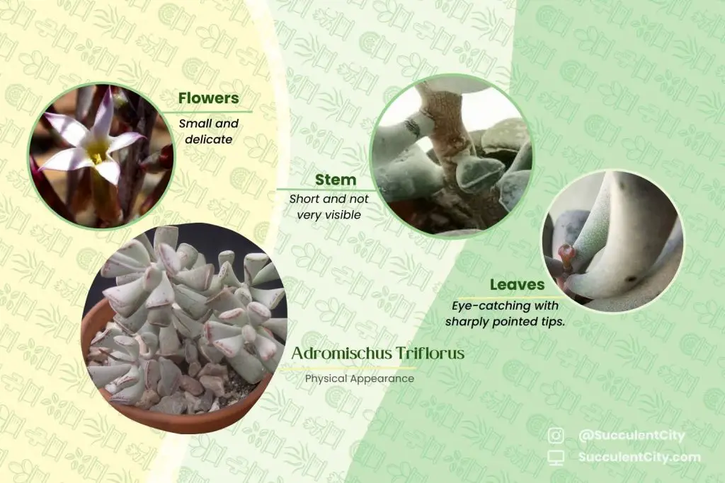 Adromischus triflorus Adromischus triflorus