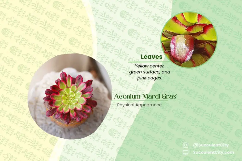 Aeonium 'Mardi Gras' Aeonium 'Mardi Gras'