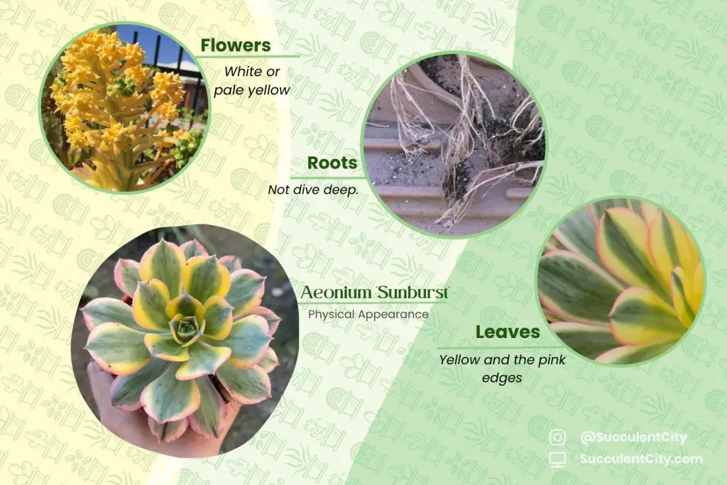 Aeonium 'Sunburst' (Molinete de cobre) Aeonium 'Sunburst' (Molinete de cobre)