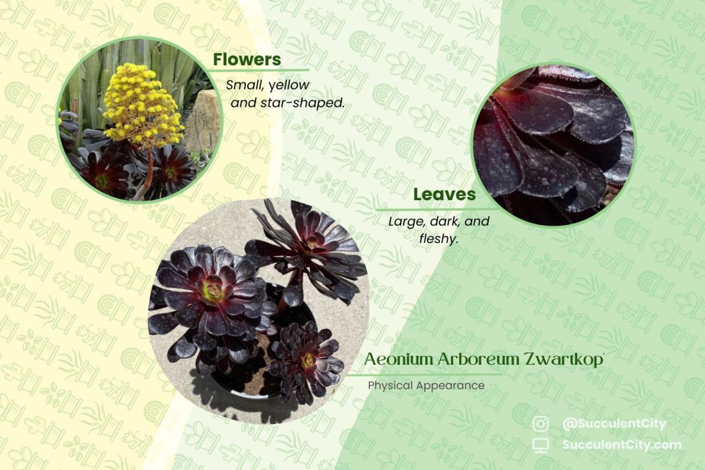 Aeonium Arboreum 'Zwartkop' (La suculenta rosa negra)