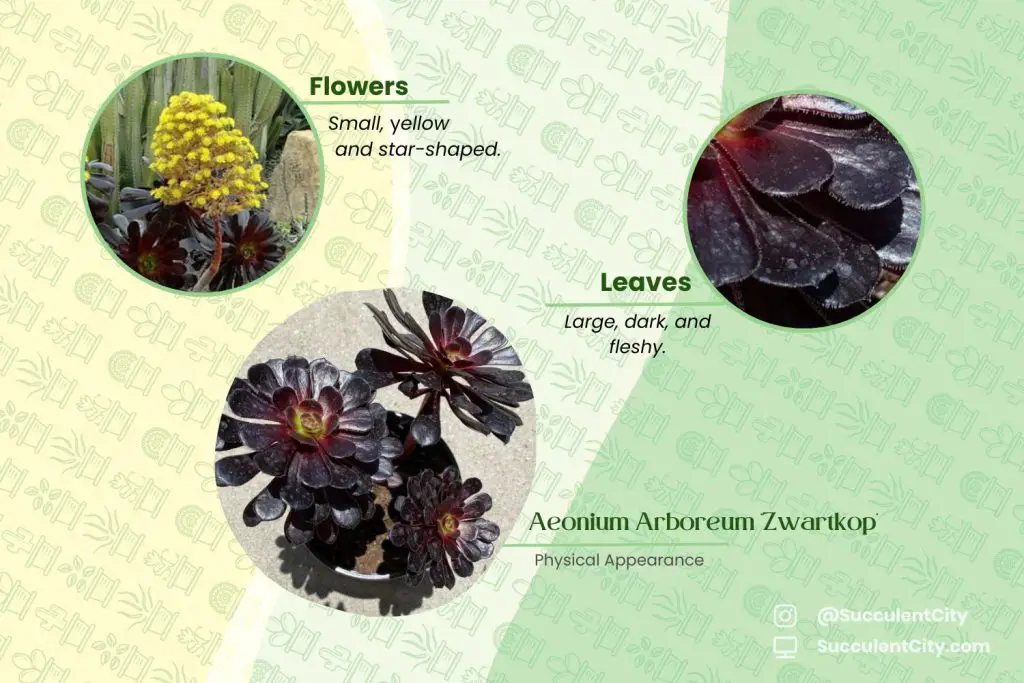 Aeonium Arboreum 'Zwartkop' (La suculenta rosa negra) Aeonium Arboreum 'Zwartkop' (La suculenta rosa negra)