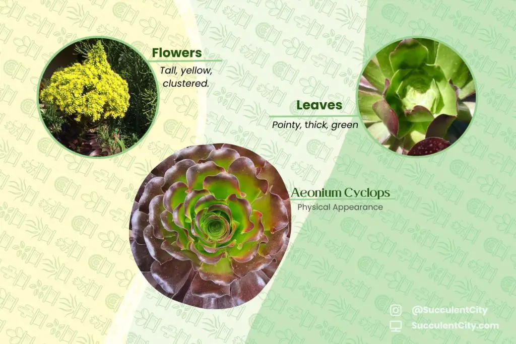 Aeonium Cyclops (Aeonium rojo gigante) Aeonium Cyclops (Aeonium rojo gigante)