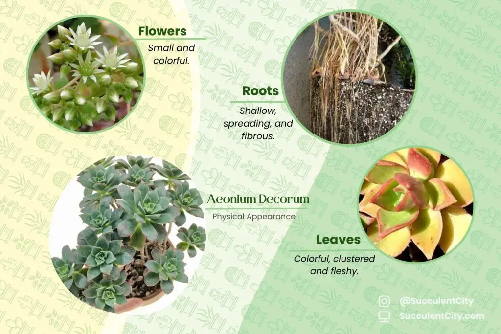 Aeonium Decorum (El molinete verde) Aeonium Decorum (El molinete verde)