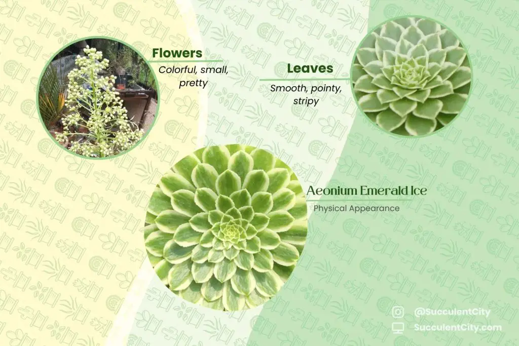 Aeonium Emerald Ice (El loto verde del género Aeonium)