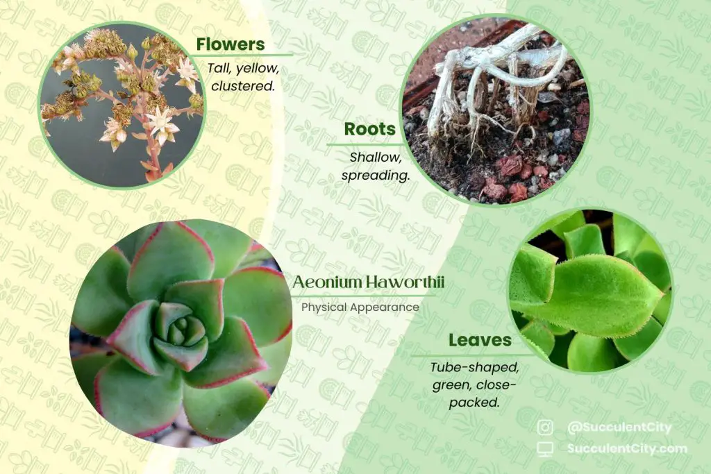 Aeonium Haworthii (Aeonium molinete) Aeonium Haworthii (Aeonium molinete)