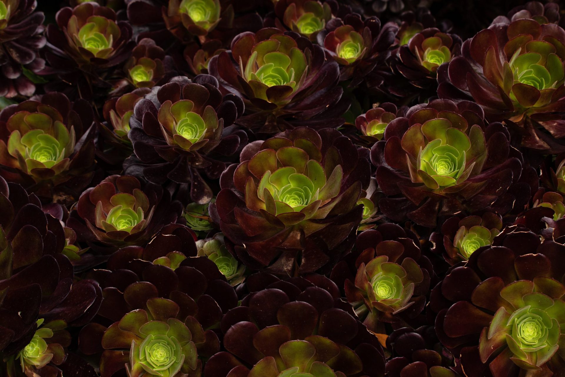Aeonium 'Sunburst' (Molinete de cobre) Aeonium 'Sunburst' (Molinete de cobre)