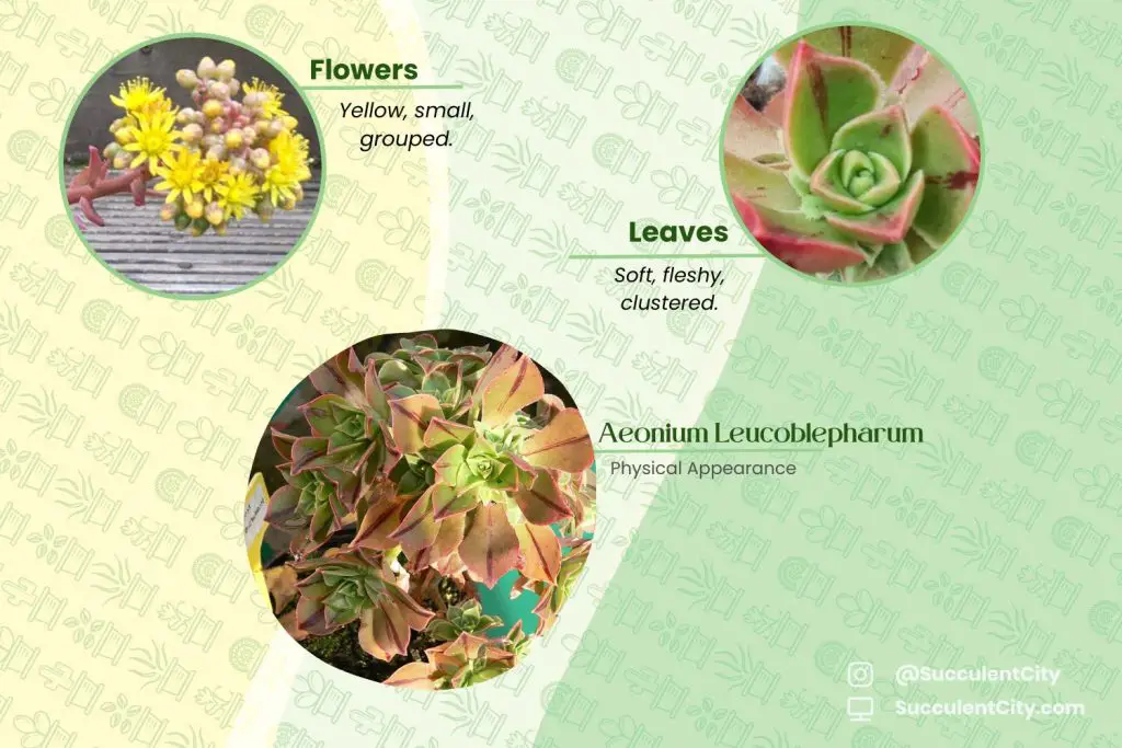 Aeonium leucoblepharum Aeonium leucoblepharum