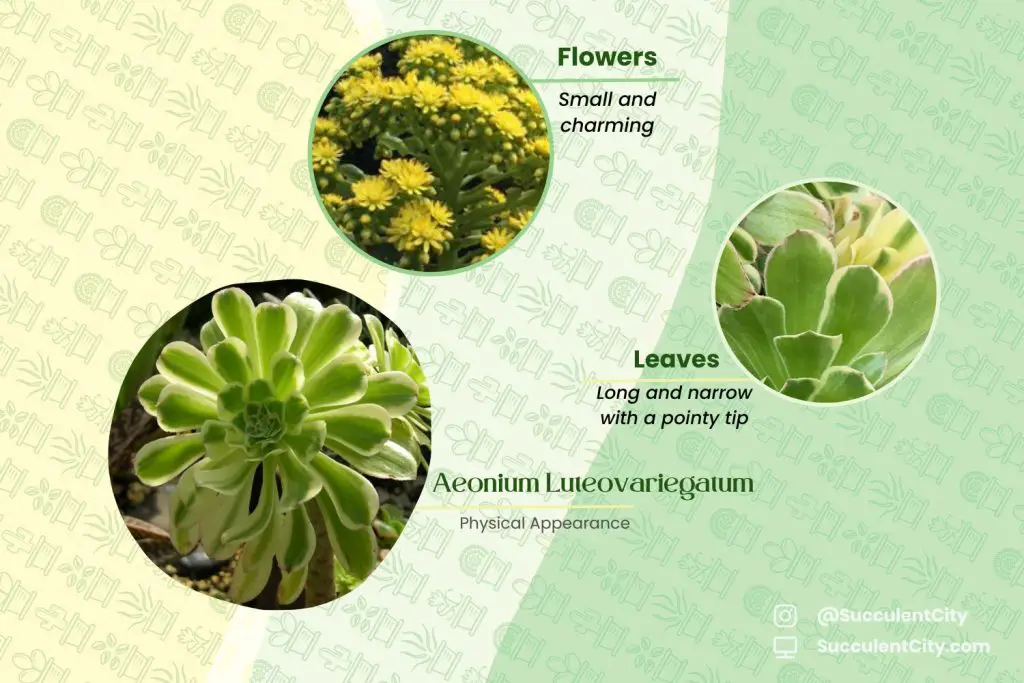 Aeonium luteovariegatum Aeonium luteovariegatum