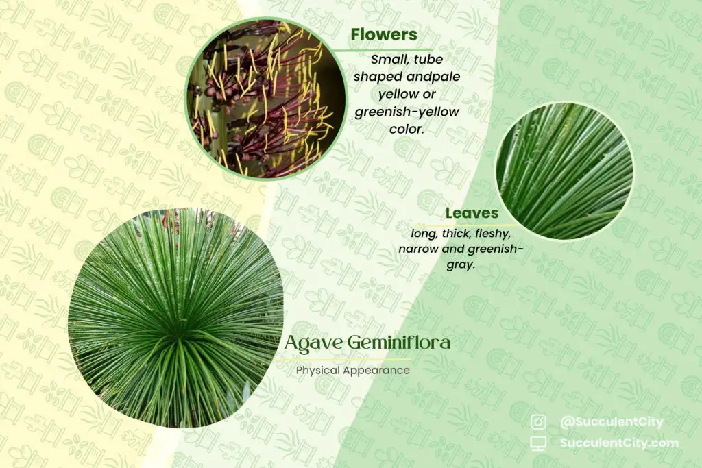 Agave Geminiflora (El hermoso agave de flores gemelas) Agave Geminiflora (El hermoso agave de flores gemelas)