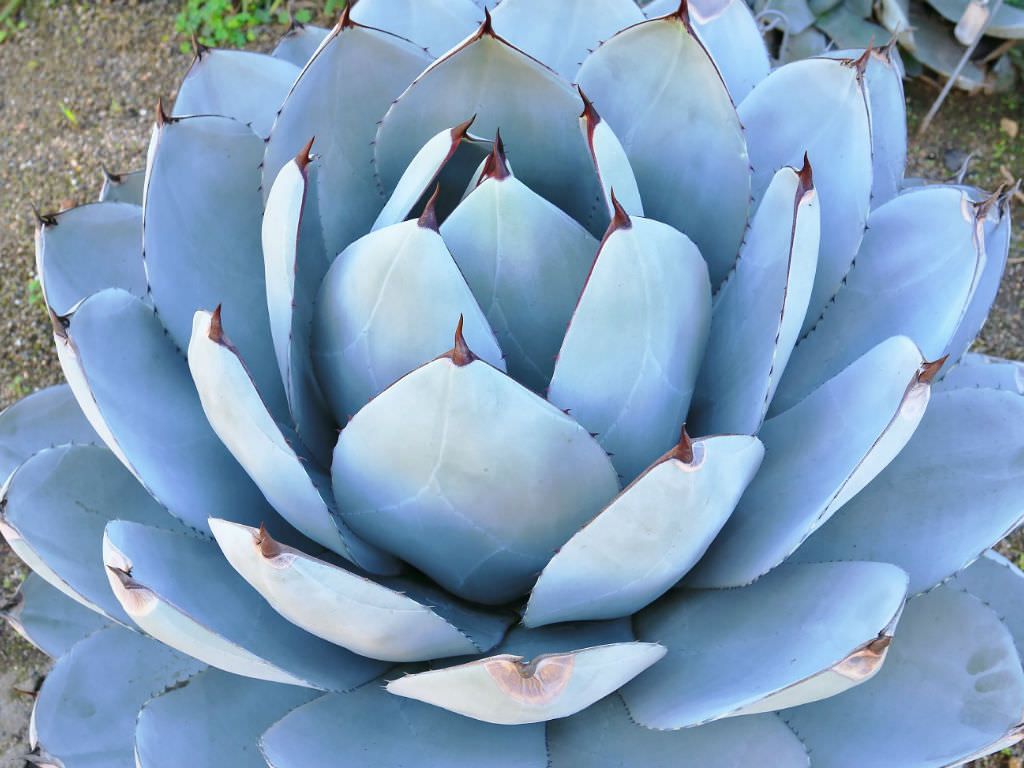 Agave Parryi (agave alcachofa)