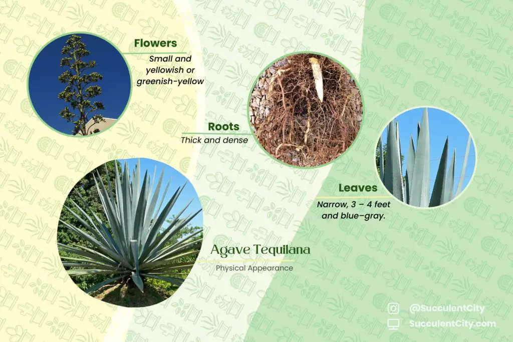 Agave Tequilana (El Agave Azul) Agave Tequilana (El Agave Azul)
