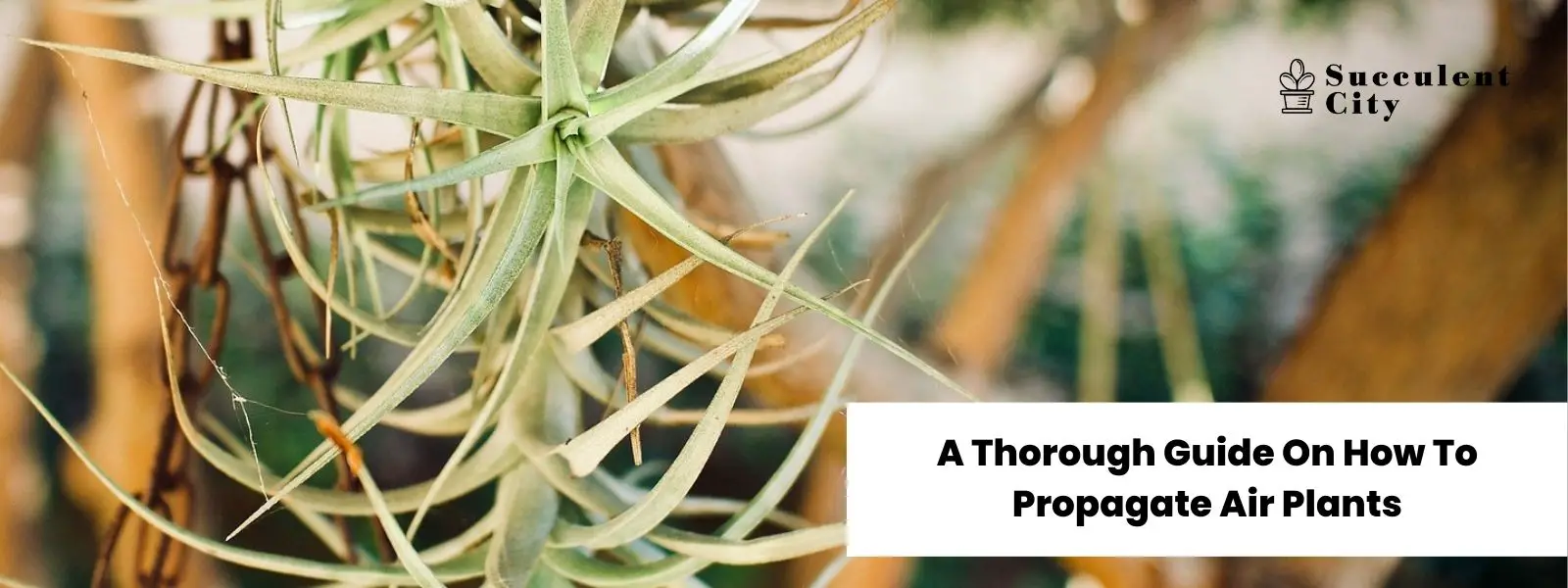 Una guía detallada para propagar plantas aéreas. Una guía detallada para propagar plantas aéreas.