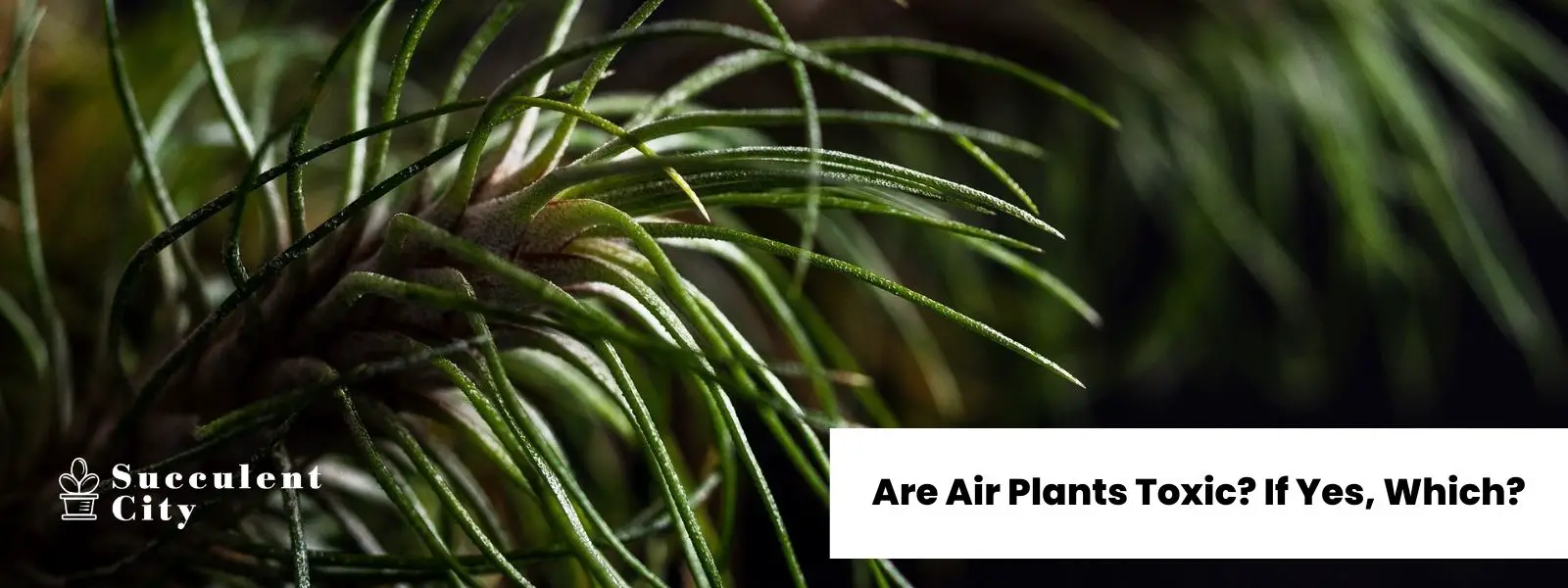 ¿Son venenosas las plantas aéreas? En caso afirmativo, ¿cuál? ¿Son venenosas las plantas aéreas? En caso afirmativo, ¿cuál?