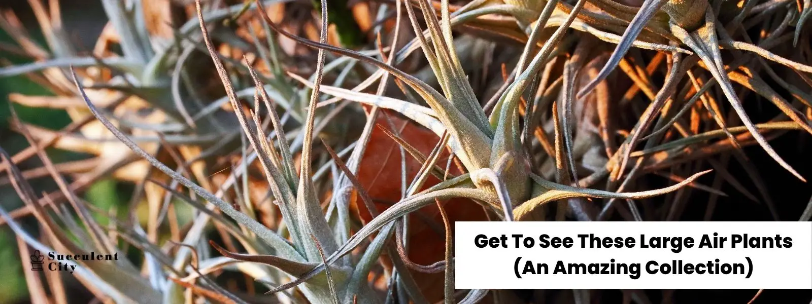 Echa un vistazo a estas grandes plantas aéreas (una colección asombrosa)