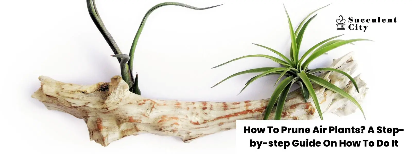 ¿Cómo se podan las plantas aéreas? Una guía paso a paso sobre cómo hacerlo. ¿Cómo se podan las plantas aéreas? Una guía paso a paso sobre cómo hacerlo.