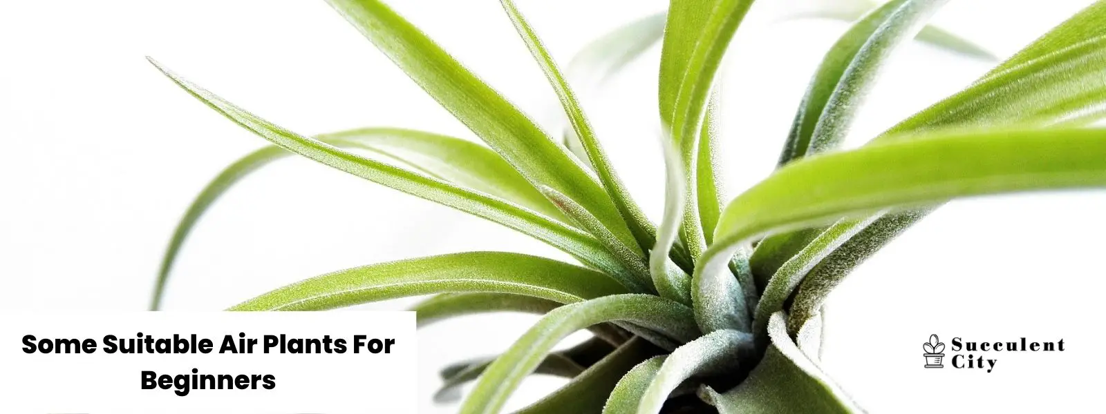 7 plantas de aire adecuadas para principiantes 7 plantas de aire adecuadas para principiantes