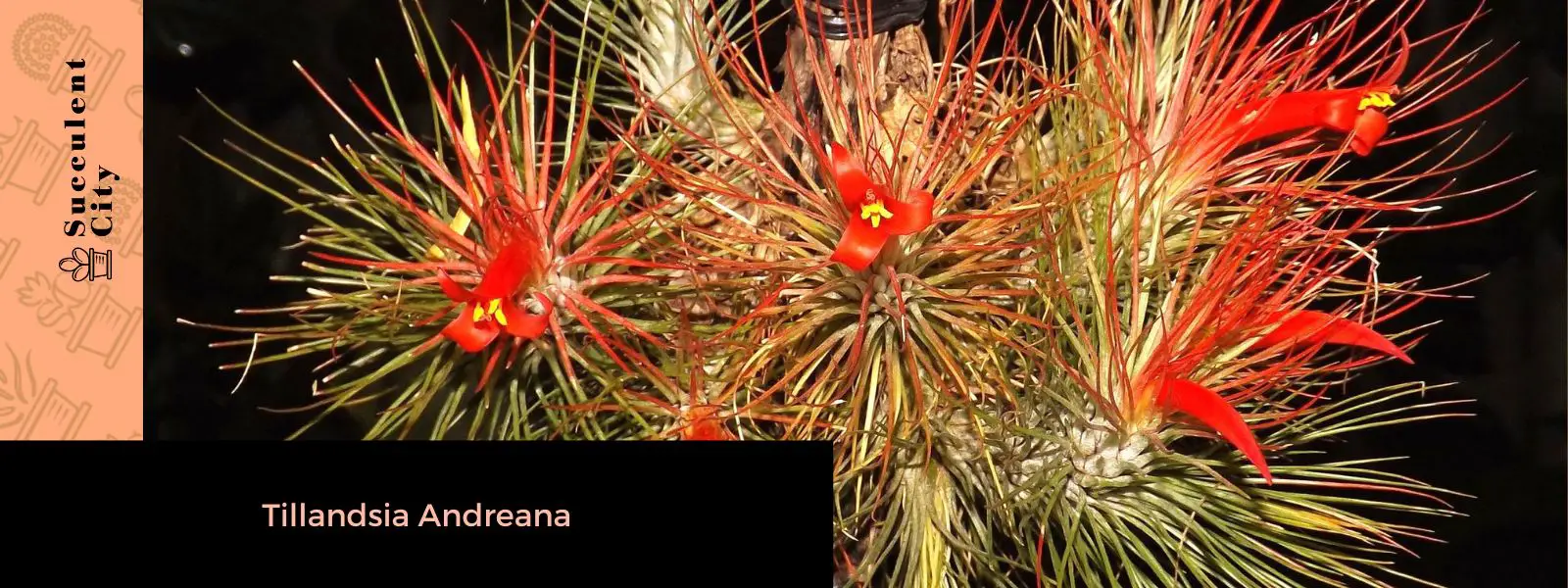 Tillandsia Andreana (La Planta de Aire Andreana)