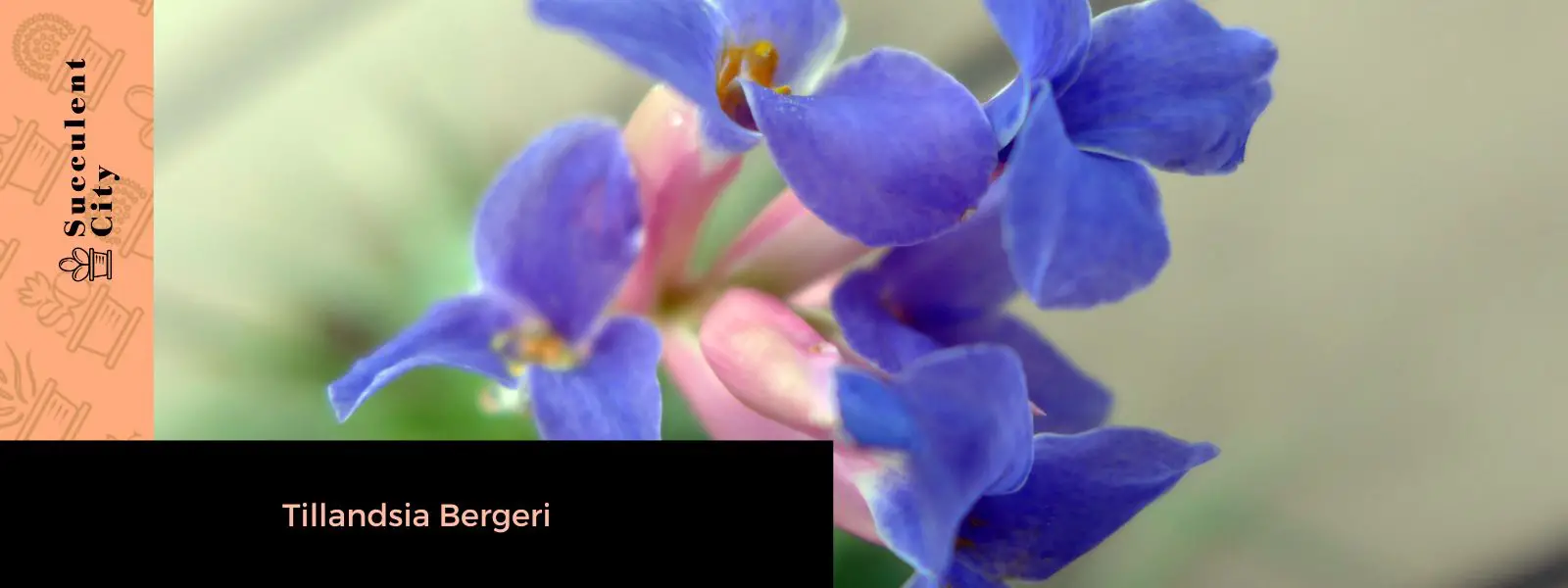 Tillandsia Bergeri (La planta "Mad Pupper")