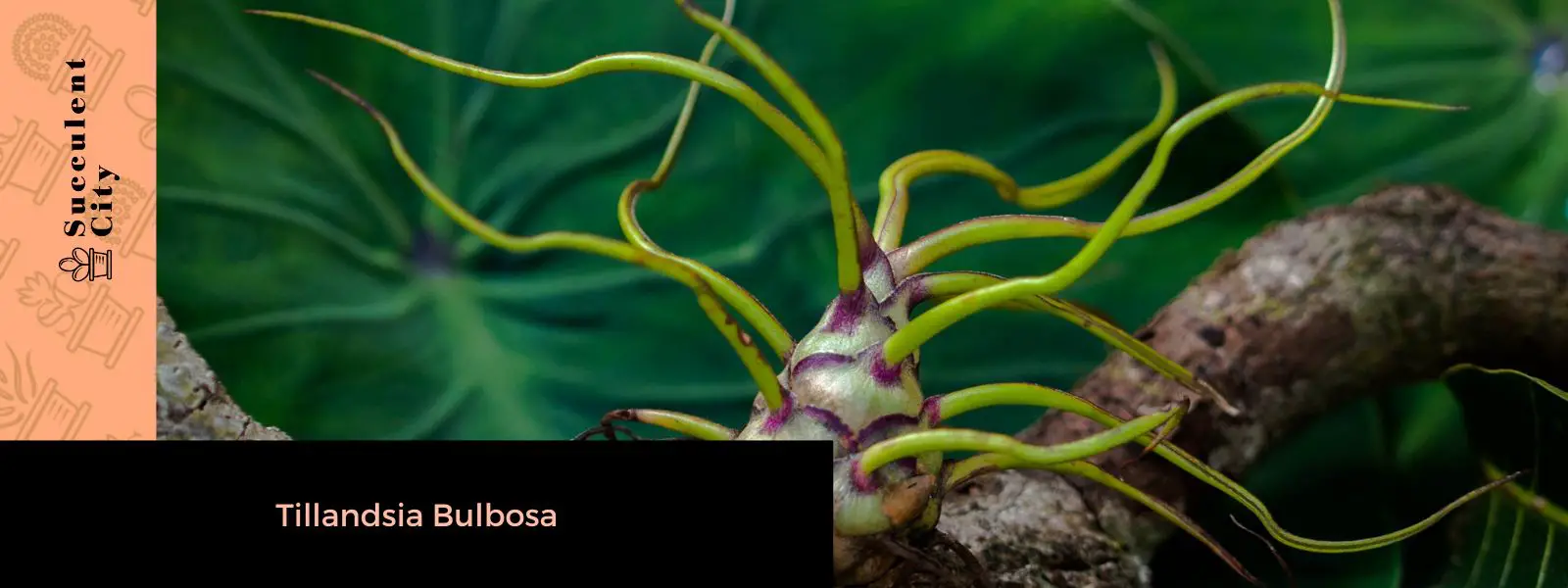 Tillandsia Bulbosa (La planta aérea bulbosa) Tillandsia Bulbosa (La planta aérea bulbosa)