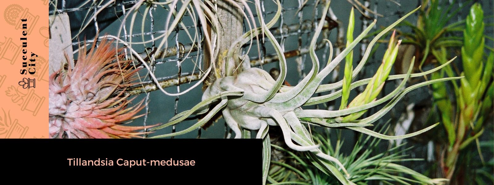 La planta principal de Medusa 'Tillandsia Caput-medusae'
