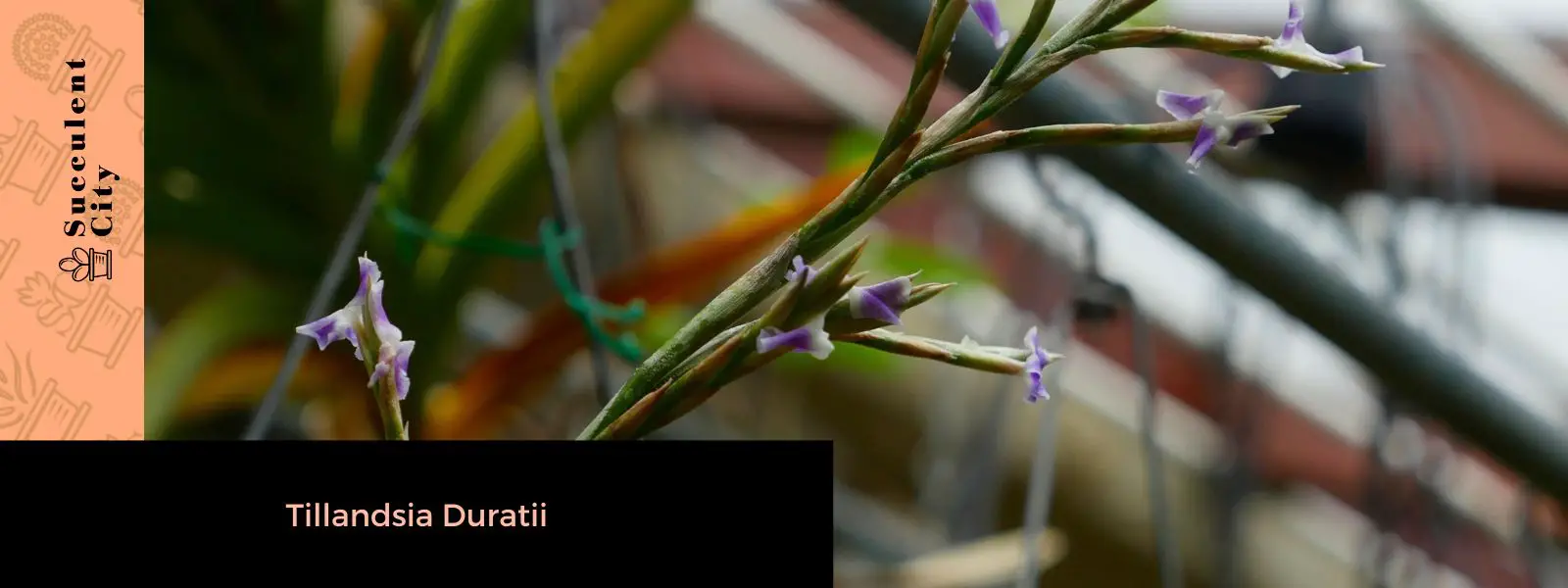Tillandsia Duratii (sin. Tillandsia Circinalis) Tillandsia Duratii (sin. Tillandsia Circinalis)