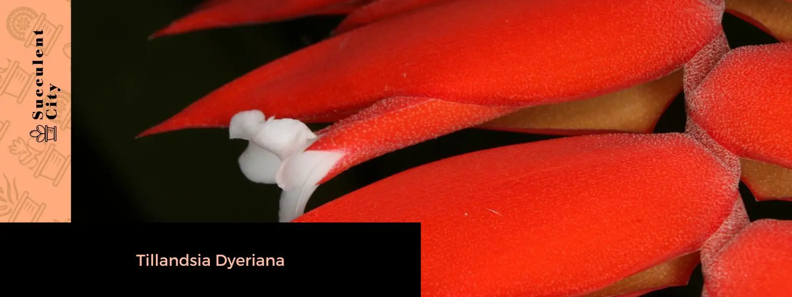 Tillandsia Dyeriana (Racinaea Dyeriana) Tillandsia Dyeriana (Racinaea Dyeriana)