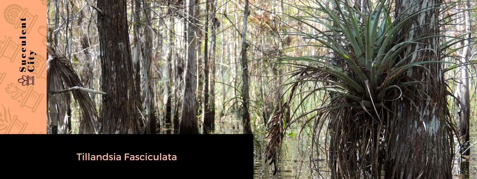 La planta cardinal del aire “Tillandsia Fasciculata”