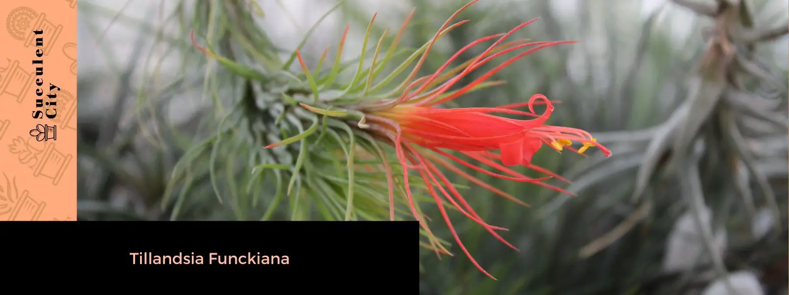 Tillandsia Funckiana