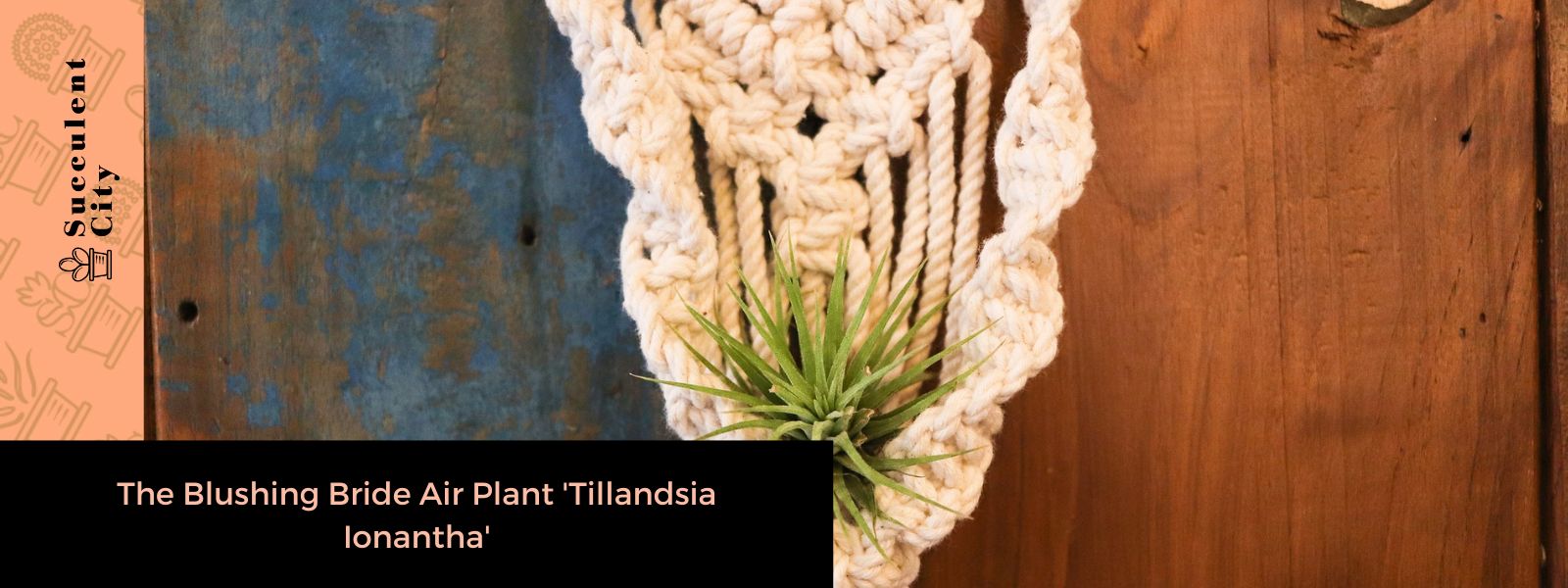 La planta de aire Blushing Bride “Tillandsia Ionantha”