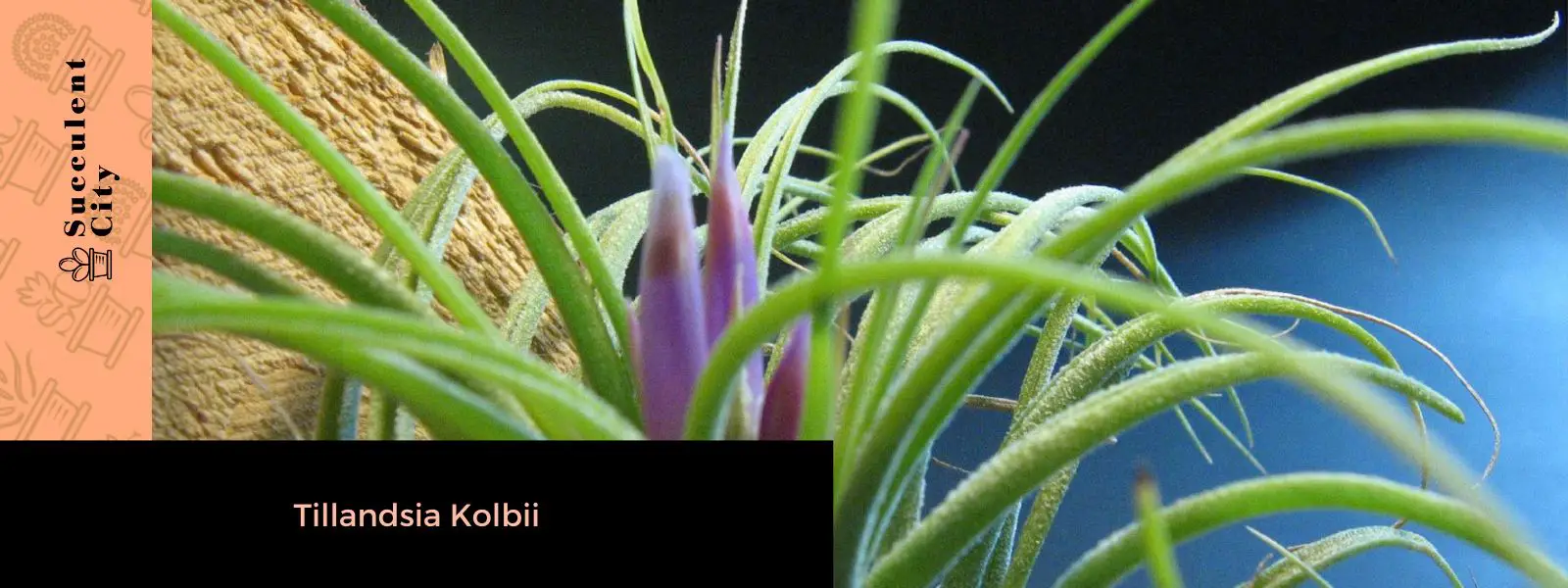 Tillandsia Kolbii Tillandsia Kolbii