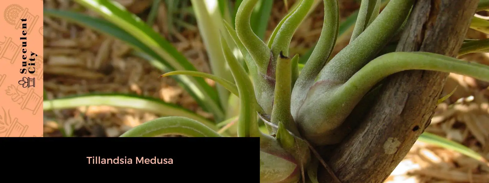 Tillandsia medusa Tillandsia medusa