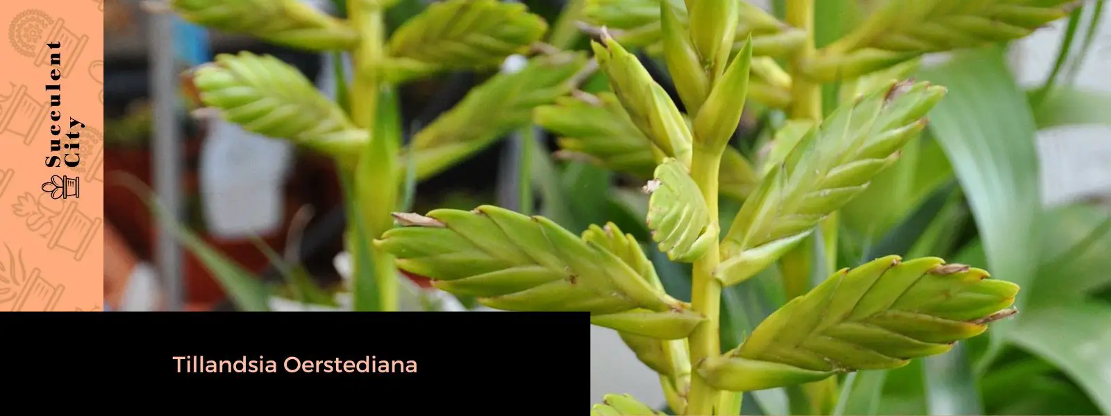 Tillandsia Oerstediana Tillandsia Oerstediana