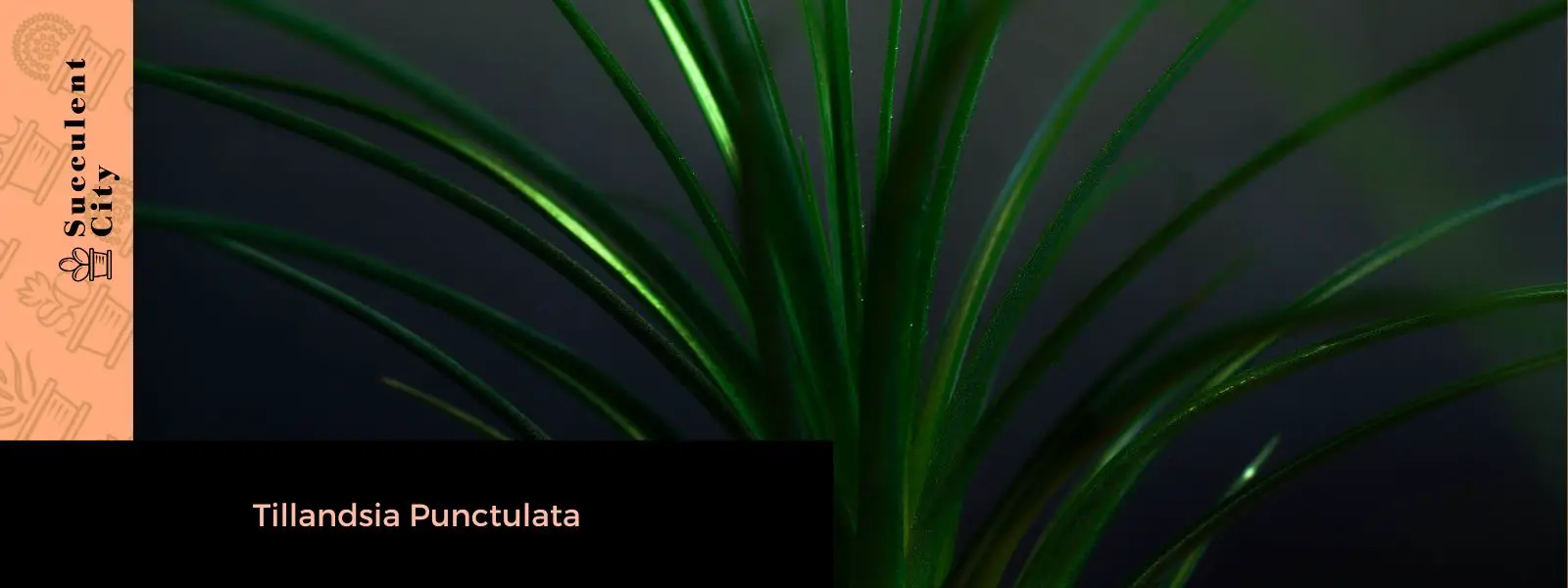 Tillandsia Punctulata (La Planta Mexicana de Antorcha Negra) Tillandsia Punctulata (La Planta Mexicana de Antorcha Negra)