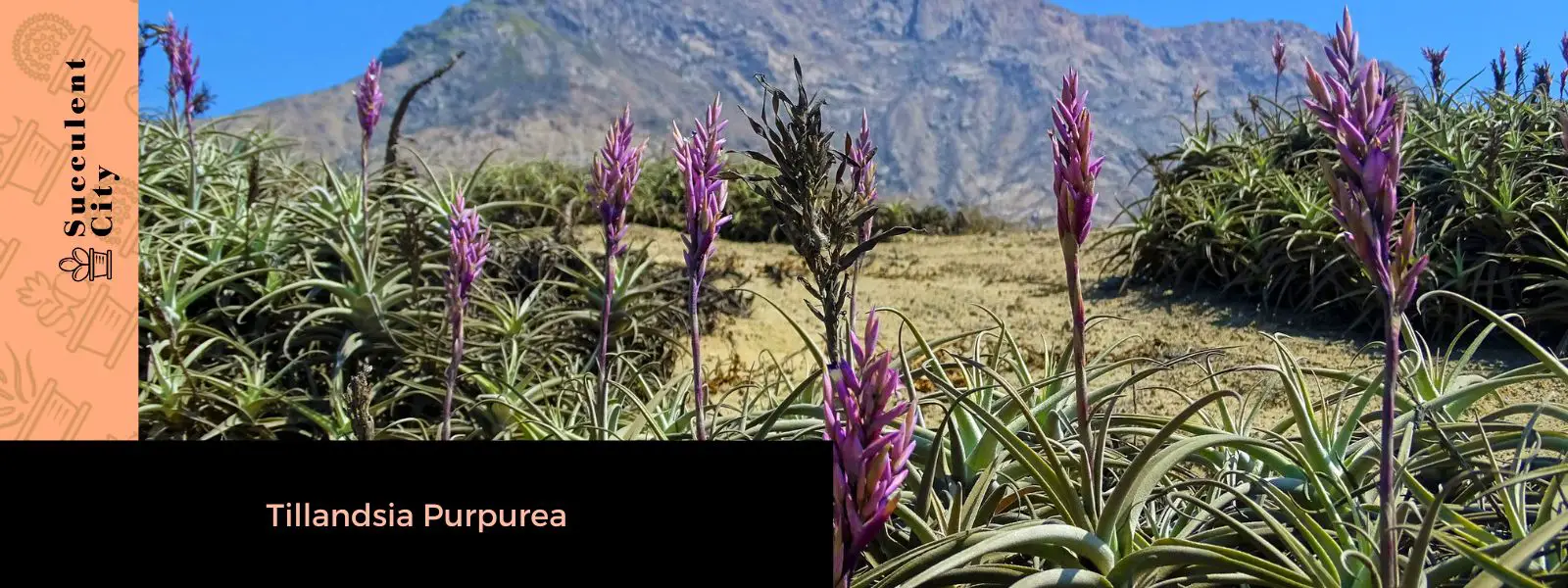 Tillandsia Purpurea (La majestuosa planta de aire púrpura) Tillandsia Purpurea (La majestuosa planta de aire púrpura)