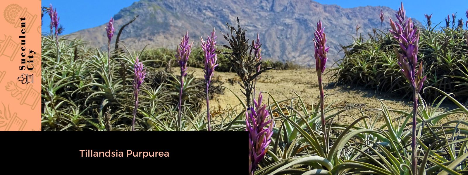 Tillandsia Purpurea (La majestuosa planta de aire púrpura)