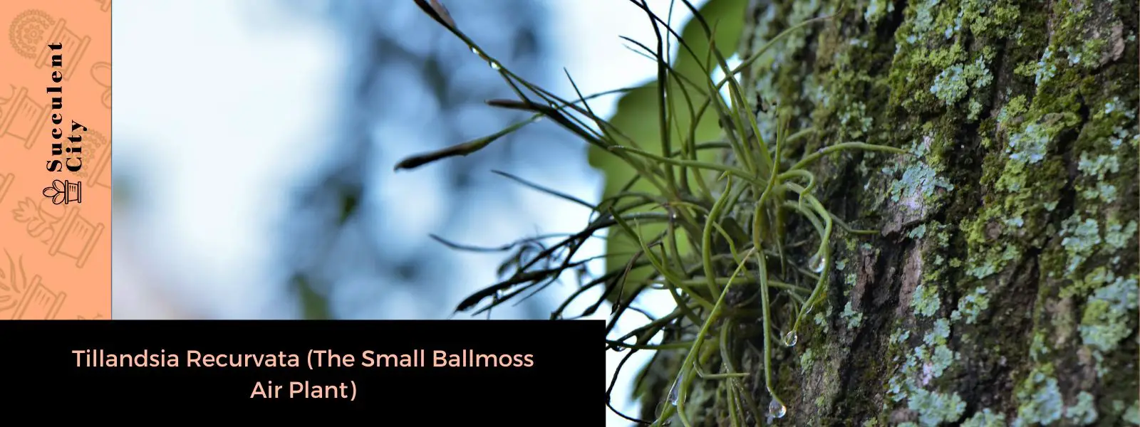 Tillandsia Recurvata (La pequeña planta aérea de musgo bola)