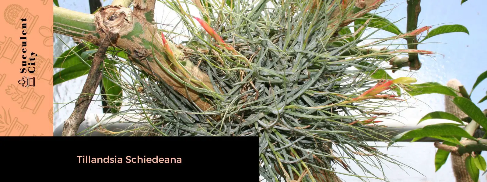 Tillandsia Schiedeana Tillandsia Schiedeana