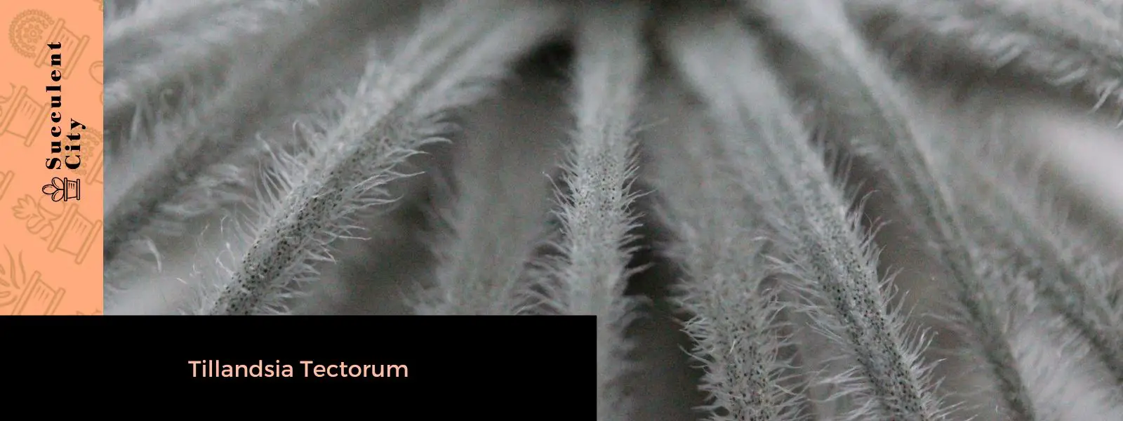 Tillandsia Tectorum (La planta de aire del techo) Tillandsia Tectorum (La planta de aire del techo)