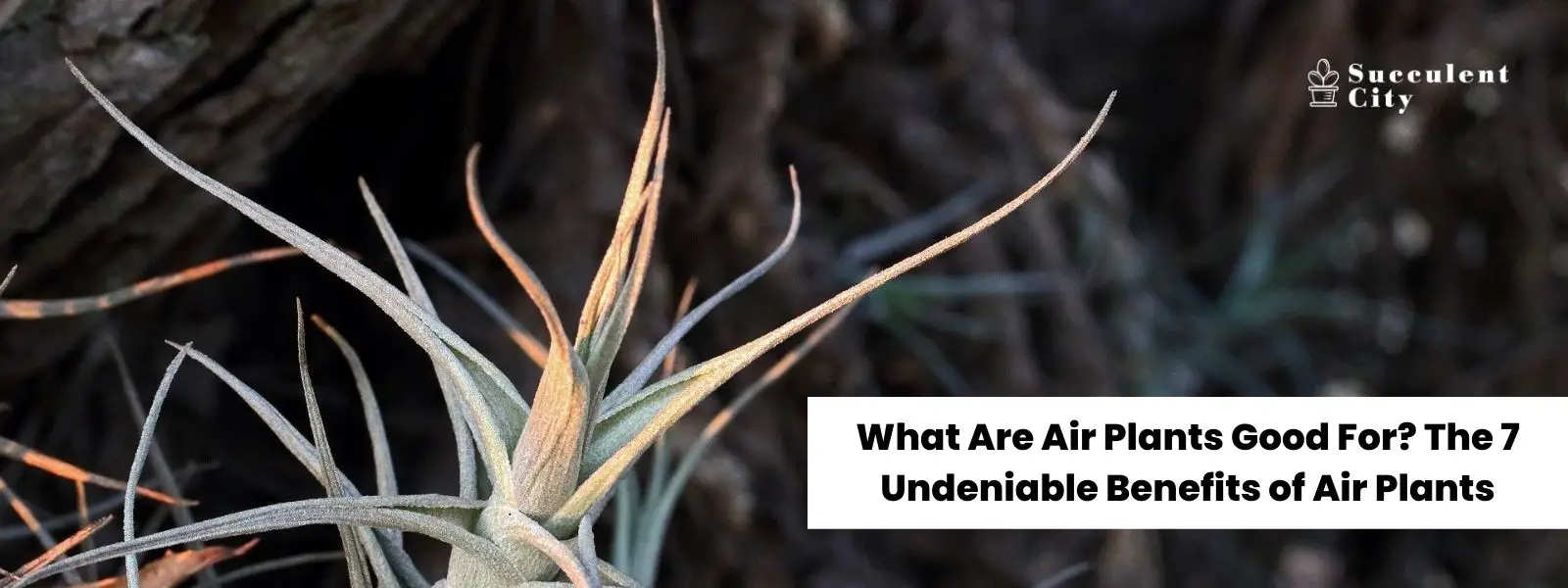 ¿Para qué sirven las plantas de aire? Los 7 beneficios innegables de las plantas de aire ¿Para qué sirven las plantas de aire? Los 7 beneficios innegables de las plantas de aire